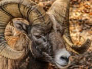 Παίξε το Animal Faces Hidden Images
