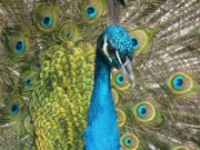 Παίξε το Birds Hidden Images