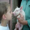 Παιχνίδια Livestock Hidden Images