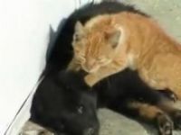 Cat gives dog a massage 