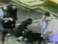 Rottweiler Attack 