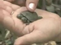 Two Headed Turtle 